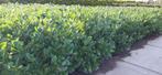 vele soorten Prunus (laurier) te koop al vanaf €1,25, Ophalen, Laurier, Struik, 100 tot 250 cm