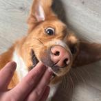 Jonge hond reu zoekt thuis, Dieren en Toebehoren, Particulier, Reu, 1 tot 2 jaar, Buitenland