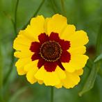 Zaden meisjesogen (Coreopsis tinctoria bicolor), Ophalen of Verzenden, Voorjaar, Volle zon, Zaad