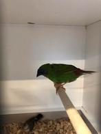 Driekleurpapegaaiamadine pop, Dieren en Toebehoren, Vogels | Overige Vogels, Vrouwelijk