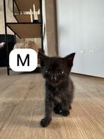 Kittens, Dieren en Toebehoren, Katten en Kittens | Overige Katten, Meerdere dieren