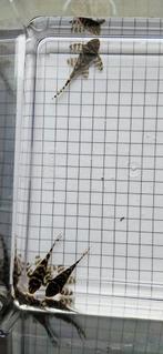 3x L333 F1 5-6 cm, Dieren en Toebehoren, Mannelijk