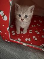 British Korthaar Kitten Reservieren