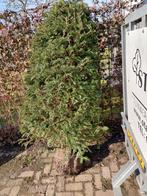 Grote Taxus van 180 cm hoog, Ophalen, Bloeit niet, Halfschaduw, Overige soorten