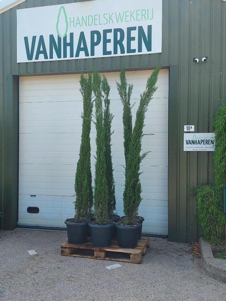 Cupressus sempervirens, Tuin en Terras, Planten | Bomen, Zuilboom, 250 tot 400 cm, Volle zon, Ophalen