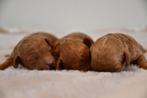 Super mooi rood Toy/Dwergpoedel pups uit geteste ouders, Dieren en Toebehoren, Poedel, Nederland, CDV (hondenziekte), 8 tot 15 weken