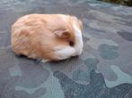 Creme wit beertje, Dieren en Toebehoren, Augustus, Mannelijk, Cavia