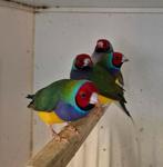 Gould amadine, Dieren en Toebehoren, Vogels | Overige Vogels, Meerdere dieren