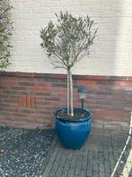 Olijfboom met mooie pot, Ophalen, Volle zon, Vaste plant, Bloeit niet
