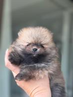 Raszuivere NL mini pomeriaan puppy’s, Dieren en Toebehoren, 8 tot 15 weken, Meerdere, Meerdere dieren, Nederland
