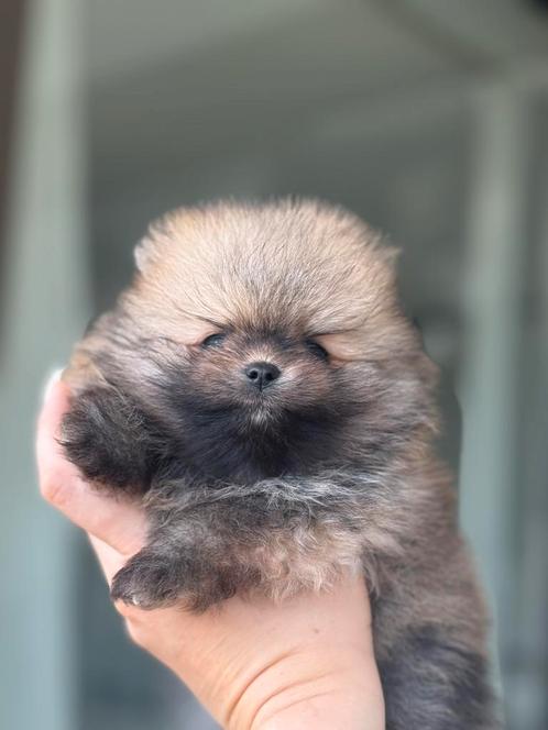 Raszuivere NL mini pomeriaan puppy’s, Dieren en Toebehoren, Honden | Poolhonden, Keeshonden en Oertypen, Meerdere dieren, Keeshond