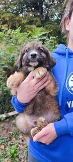 Sydney – klein avontuurtje klaar voor een thuis, Particulier, Rabiës (hondsdolheid), 15 weken tot 1 jaar, Reu