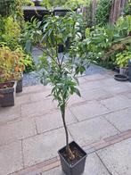 citrus madarijnboom, Overige soorten, 100 tot 250 cm, Ophalen, Volle zon