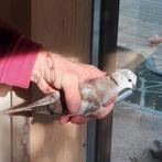Lachduiven, rood en wildkleur. 2025. Geringd., Geslacht onbekend, Tortelduif