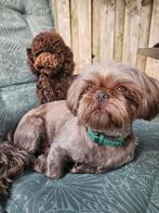 Shih tzu choco dekreu, 6 jaar of ouder, Reu, Eén hond, Nederland