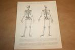Antieke anatomische prent - Skelet mens - Ca 1885 !!, Gebruikt, Ophalen of Verzenden, Voor 1940