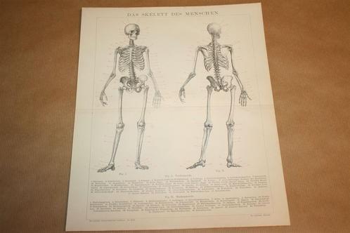 Antieke anatomische prent - Skelet mens - Ca 1885 !!, Verzamelen, Foto's en Prenten, Gebruikt, Voor 1940, Ophalen of Verzenden