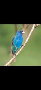 Indigovink, Dieren en Toebehoren, Vogels | Overige Vogels, Meerdere dieren, Tropenvogel, Geringd
