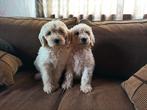 Medium labradoodle pups F3, Dieren en Toebehoren, Overige rassen, CDV (hondenziekte), 8 tot 15 weken, Meerdere