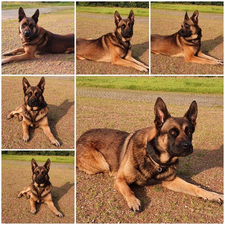 2 Herder pups reutjes. Geboren 26-10-2025 Goedwaakse ouders, Dieren en Toebehoren, Honden | Herdershonden en Veedrijvers, Reu