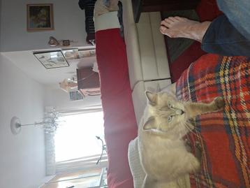 Ragdoll,bleu point poes geb.22.9.2021. Alles er bij stamboom beschikbaar voor biedingen