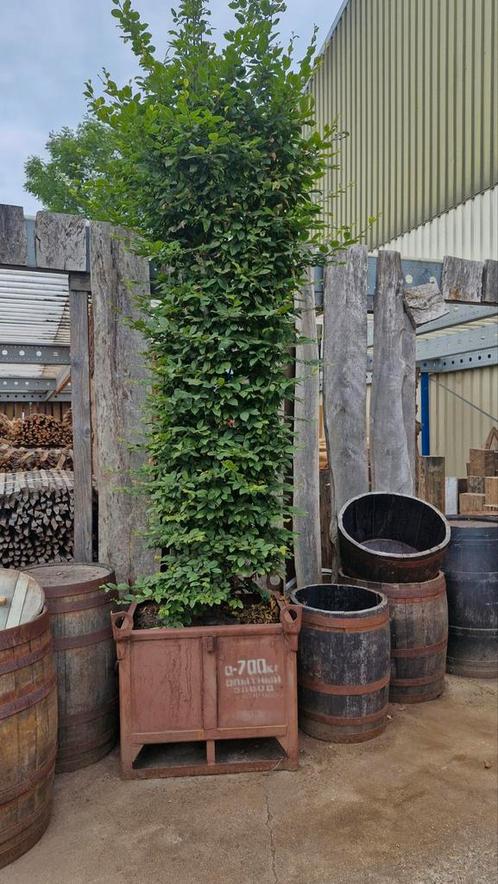 mooie grote beuken ca. 300 cm, Tuin en Terras, Planten | Bomen, Overige soorten, Ophalen