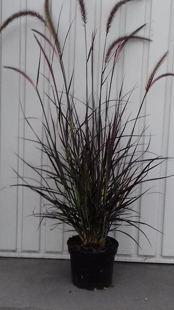 pennisetum set rubrum beschikbaar voor biedingen