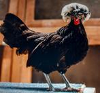 Gevraagd Hollandse Kuifhoen.  4 hennen  en  1haan.., Dieren en Toebehoren, Pluimvee, Meerdere dieren, Kip