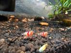 High quality crystal red shrimp., Dieren en Toebehoren, Vissen | Aquariumvissen, Kreeft, Krab of Garnaal