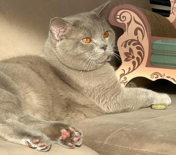 Britse korthaar dekkater- raszuiver lilac beige  beschikbaar voor biedingen