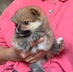 Dwergkees pomeriaan pups, Keeshond, CDV (hondenziekte), 8 tot 15 weken, Meerdere