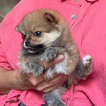Dwergkees pomeriaan pups  beschikbaar voor biedingen