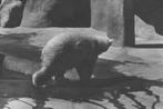 984694	Rhenen	Dierentuin	Ouwehand's Dierenpark ijsbeer 1933, Verzamelen, Ansichtkaarten | Nederland, Gelopen, Ophalen of Verzenden