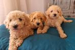 Dwerg poedel/ dwergpoedel pups te koop, Dieren en Toebehoren, Poedel, Rabiës (hondsdolheid), 8 tot 15 weken, Meerdere