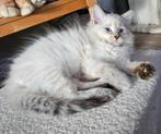Stamboom kitten Neva sibeertje kater zoekt u, Dieren en Toebehoren, Katten en Kittens | Raskatten | Langhaar, Kater, Gechipt, 0 tot 2 jaar