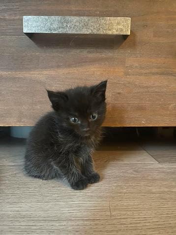 Lieve aanhankelijke kitten beschikbaar voor biedingen
