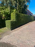 GRATIS: Liguster haag (zelf uitgraven), Tuin en Terras, Planten | Struiken en Hagen, Ophalen