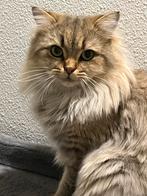 Britse Langhaar Kater, Dieren en Toebehoren, Katten en Kittens | Raskatten | Korthaar, Kater, Ontwormd, 0 tot 2 jaar