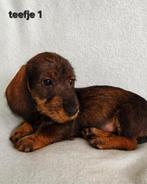 Super mooi gezonde dwergtekkel teckel pups. Ook CHOCO !!!, Dieren en Toebehoren, Honden | Teckels en Dashonden, 8 tot 15 weken