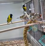 Bastaard putters, Mannelijk, Wildzangvogel