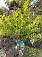 Larix op stam, Ophalen of Verzenden, Bolboom