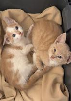 Kittens, Dieren en Toebehoren, Katten en Kittens | Raskatten | Korthaar, Kater