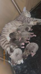 Kittens Britsekorthaar, Dieren en Toebehoren, Katten en Kittens | Raskatten | Korthaar
