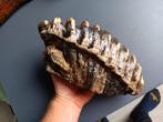 Mammoet fossiel bot kies Noordzee tand stegodon java, Verzamelen, Mineralen en Fossielen, Verzenden, Fossiel