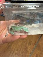 Koraalteenboomkikkers - Litoria Caerulea