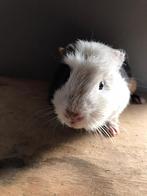 Cavia, Dieren en Toebehoren, Knaagdieren, Cavia, Juni, Mannelijk, Tam