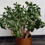 Crasulla vetplant, Huis en Inrichting, Kamerplanten, Ophalen, Halfschaduw, Minder dan 100 cm