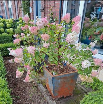 Pluimhortensia Hydrangea paniculata Vanille Fraise
 beschikbaar voor biedingen