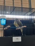 Parijse Frisé man, Dieren en Toebehoren, Vogels | Kanaries, Mannelijk, Postuurkanarie