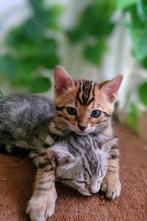 Bengaal Kittens, Dieren en Toebehoren, Katten en Kittens | Raskatten | Korthaar, Meerdere dieren, Ontwormd
